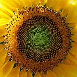 Sunflower Spirals by Richard Reeve
