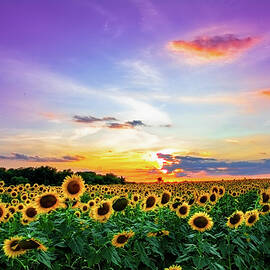 Sunflower Sunset II  by KC Hulsman