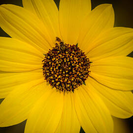 Sunflower with a Busy Bee  by Debra Martz