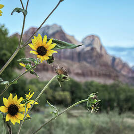 Sunflowers  at Sunrise by Rebecca Herranen