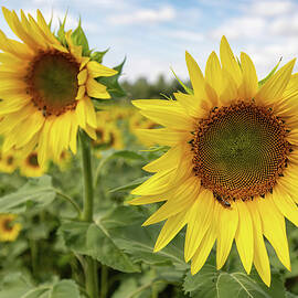 Sunflowers in a Summer Field by Shirley Mitchell