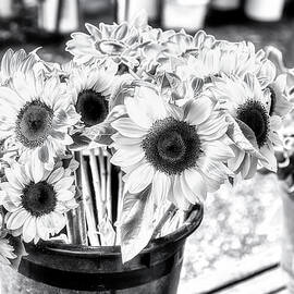 Sunflowers in Black and White by Bruce Block