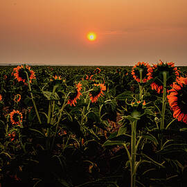 Sunflowers in Morning Light by Kevin Schwalbe
