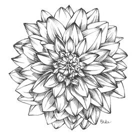 Sunlight and Dahlias by Catherine Bede