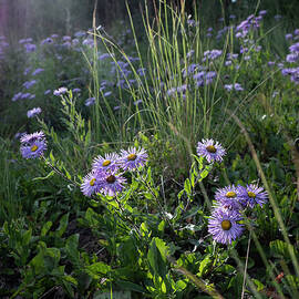 Sunlight on Wild Asters  by Mary Lee Dereske