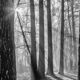 Sunlight Through a Misty Forest  by Shirley Mitchell