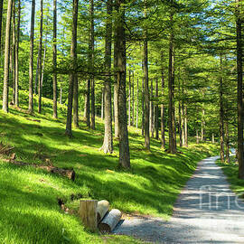 Sunlight through Burtness Wood, English Lake District by Neale And Judith Clark