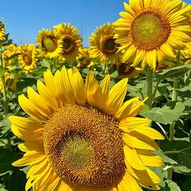 Sunlit Splendor Vibrant Sunflowers Basking in Nature's Glow by Travel Essayist