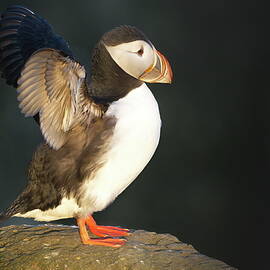 Sunlit wings by Christopher Mathews