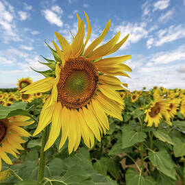 Sunny Sunflowers  by Shirley Mitchell