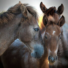 Sunrise Mare by Paul Martin