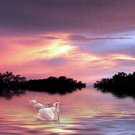 Sunset Swans by Jessica Jenney