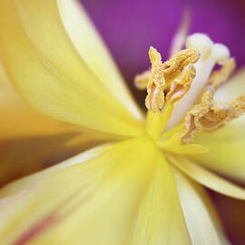 Sunshine Glow by Elvira Peretsman