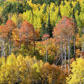 Sunshine on Autumn Aspen by Cascade Colors