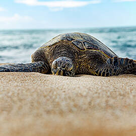 Surf Break by Kelley King