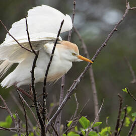 Survivor by Rebecca Herranen