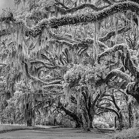 Survivors-Infrared by Maryanne Keeling
