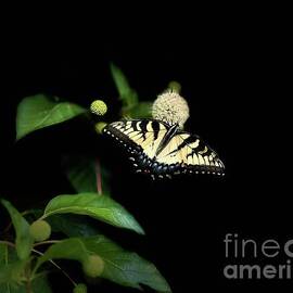 Swallowtail Show by Catherine Wilson