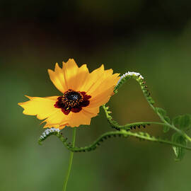 Swamp Sunflower by Rebecca Herranen