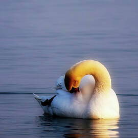 Swan sleeping on water by Tatiana Travelways