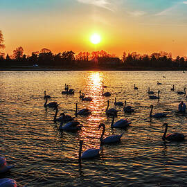 Swans floating at sunset by Tatiana Travelways