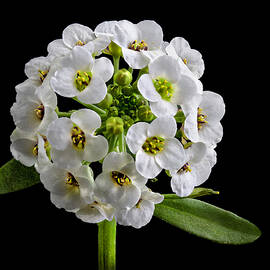 Sweet Alyssum Flowers by Endre Balogh