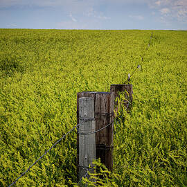 Sweet Clover Fields South Dakota by Mary Lee Dereske