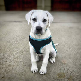 Sweet Lab Puppy by Waterdancer
