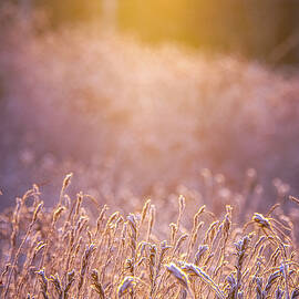 Sweetfern Sweet Light by Jeff Sinon