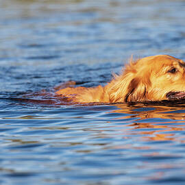 Swimming Golden 2 by Mike Lee