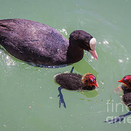 Swimming lesson on the lake by Tatiana Travelways