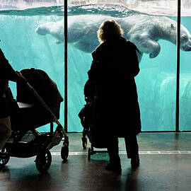 Swimming Polar Bear at the Zoo by Dave King