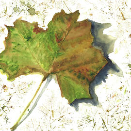 Sycamore Leaf, Nature Walk Discovery by Elizabeth Reich