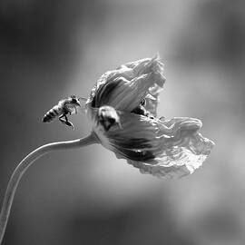 Taking Turns by Joe Schofield