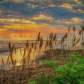 Tall Grasses of Marginal Way by Penny Polakoff