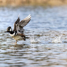 Tap Dancing by James Overesch