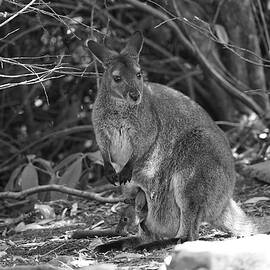 Tasmania Wallaby Jill and Joey by Richard Reeve