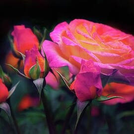 Tea Roses by Jessica Jenney