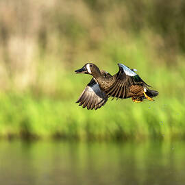 Teal by James Overesch