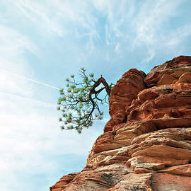 Tenacity by Joe Schofield