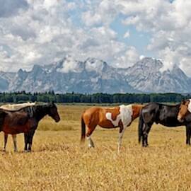 Tetons and Horses - Grand Teton National Park by KJ Swan