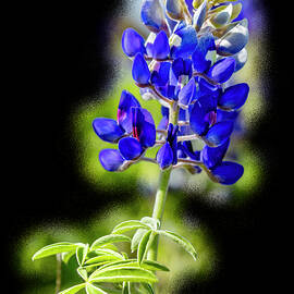 Texas Blue on Black by Kelley King