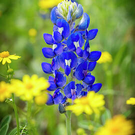 Texas Bluebonnets Spring Flower by Kelley King
