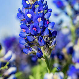 Texas Lupine by Kelley King