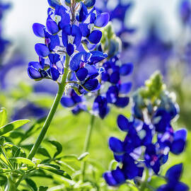 Texas Native by Kelley King