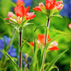 Texas Paintbrush Flowers by Kelley King