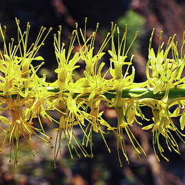 The Anthereal Ballet by Joe Schofield