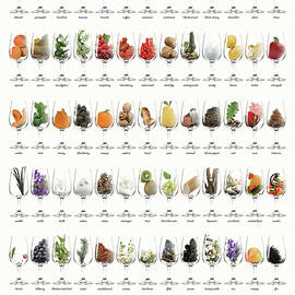 The Aromas of Wine by Craphe Studio