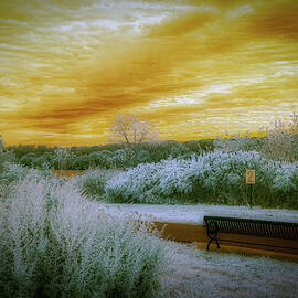 The Bench by Penny Polakoff