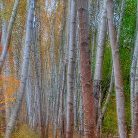 The Birch Grove by Penny Polakoff
